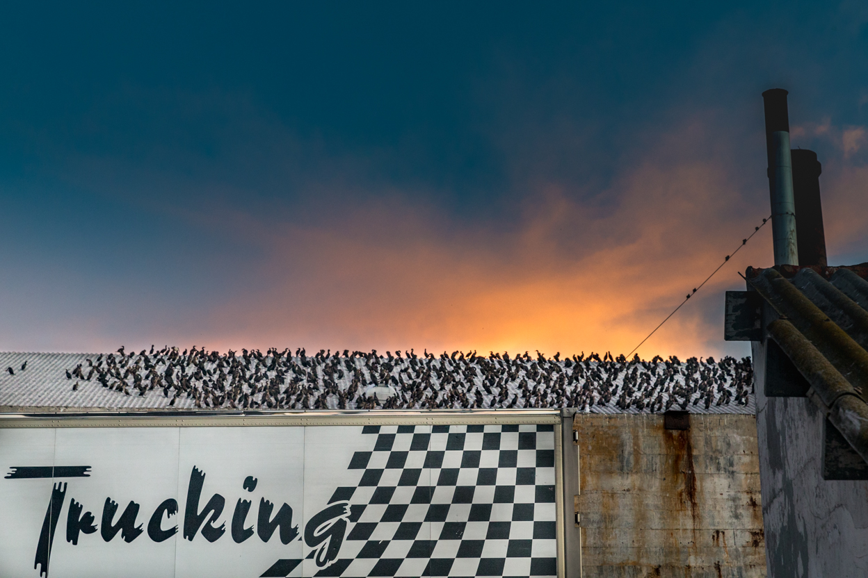 Trucking At Sunset Lamberts Bay
