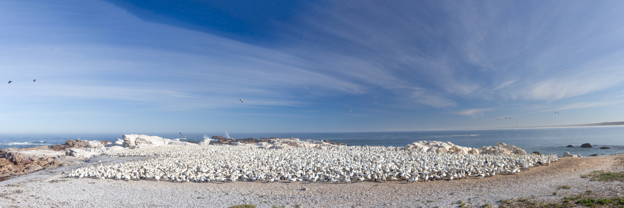 Gannet Colony Lambers Bay