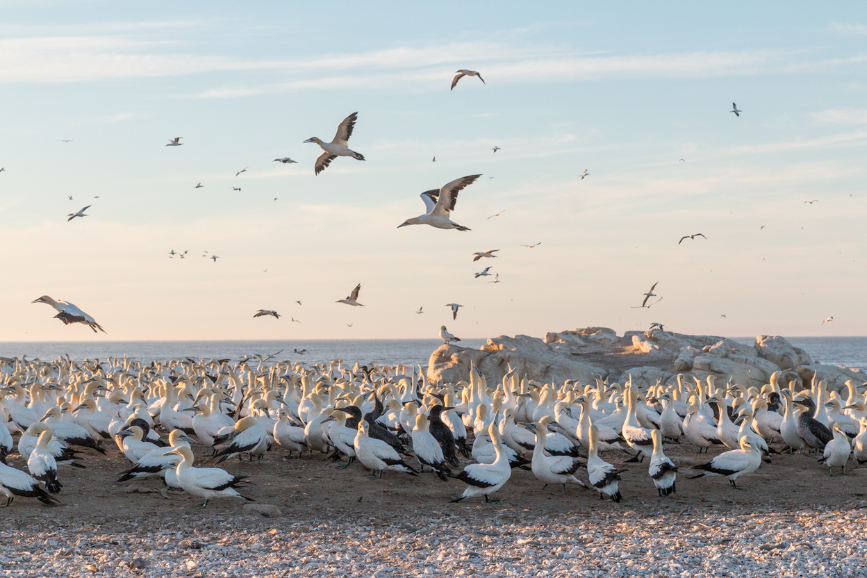 Gannet Colony Lamberts Bay