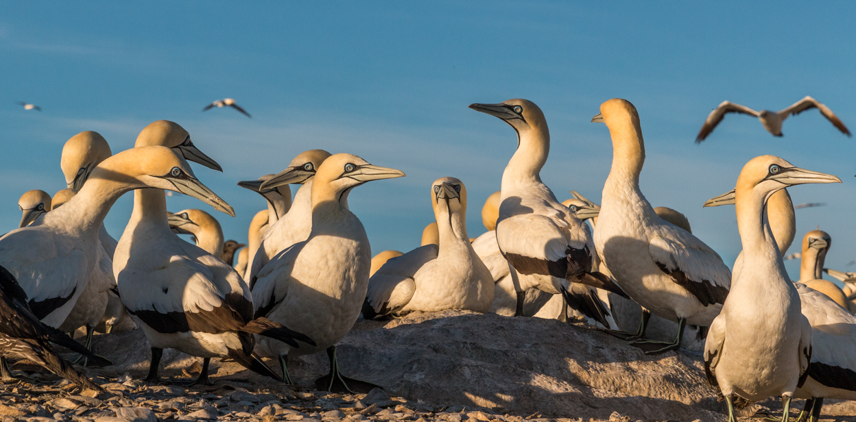 Gannets On Their Nests