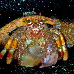 Hemit Crab Lembe Straits