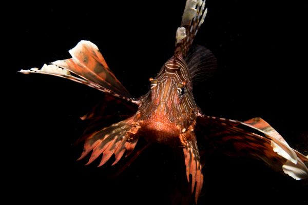 Lionfish Ponta Do Ouro