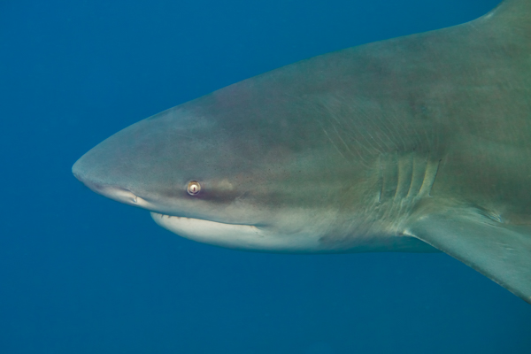 Bull Shark Ponto Do Ouro