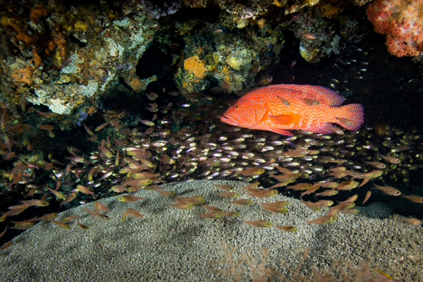 Doodles Reef Ponta Do Ouro