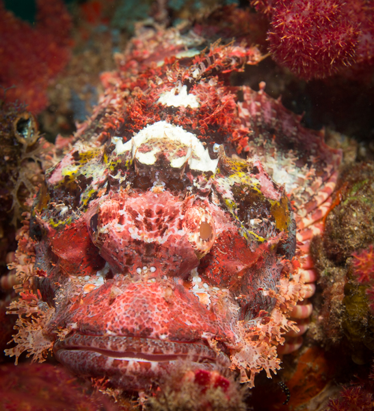 Small Scale Scorpionfish