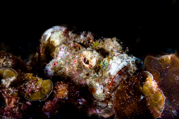 False Scorpionfish Blacks Ponta Do Ouro