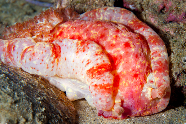 Spanish Dancer Paradise Ponta Do Ouro