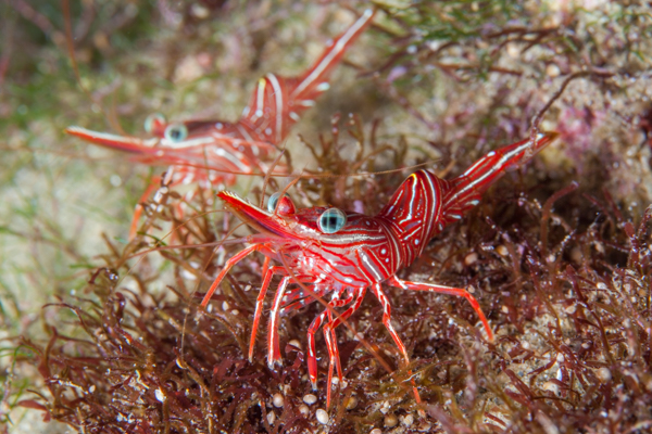 Durban Dancing Shrimps Ponta Do Ouro