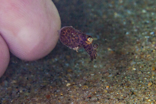 Very Sall Squaid In The Rock Pools