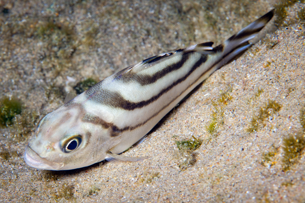 Fish In A Rock Pool