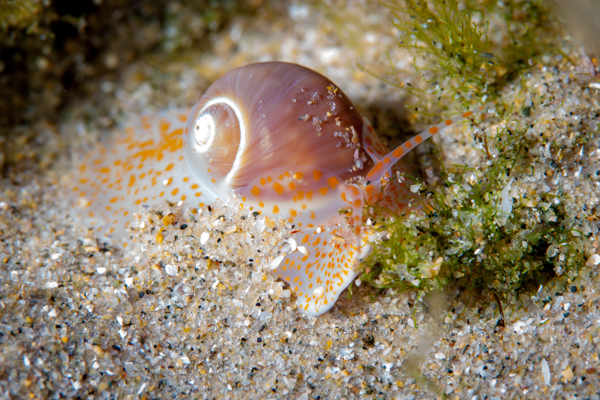 Rock Pool Critter Ponta Do Oura