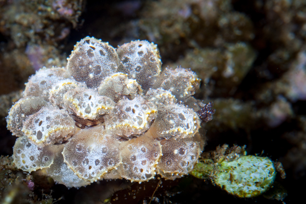Cyerce pavonia, a sapslucking slug , browsing on halimeda seaweed.