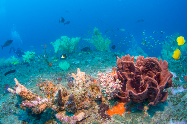 The reef is dotted with black coral bushes, sponges and soft corals.