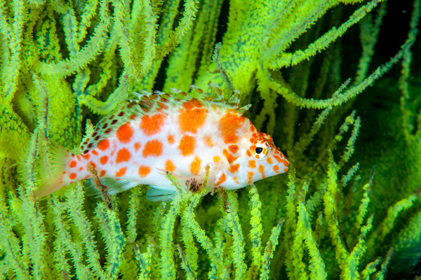 Many species live in the black coral, like this little hawkfish.