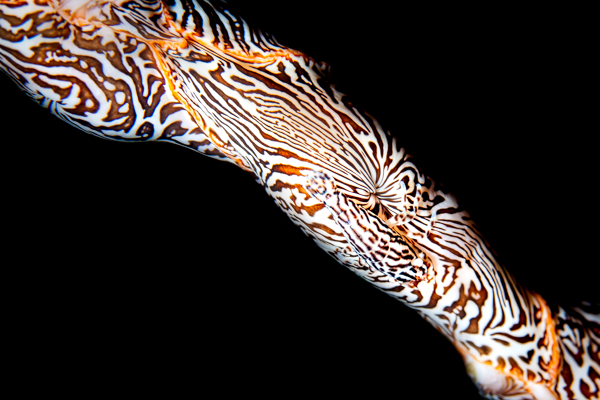 Share if you see the shrimp! Me neither!