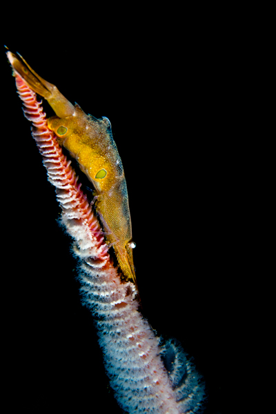 Pencil shrimp on a sea pen