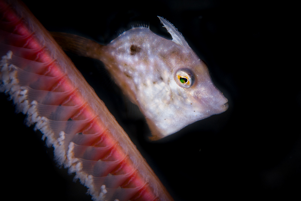 Juvenile filefish swimming around a seapen