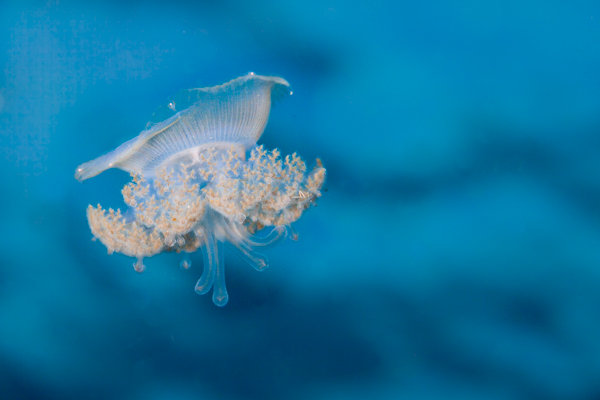 Tiny jellyfish swimming in the blue