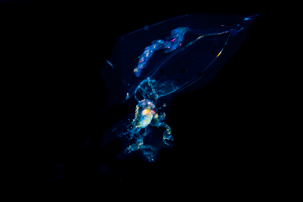 A larval crab ( I think!)