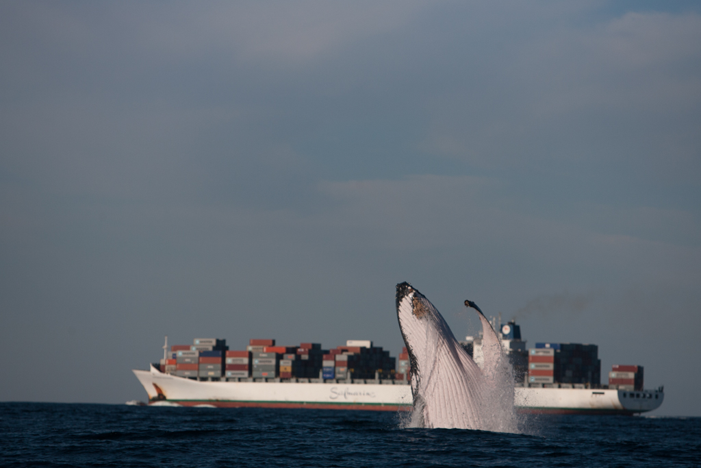 Stacks Image 990