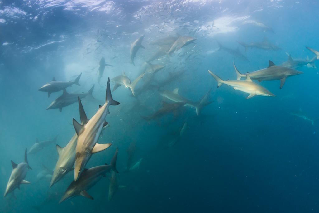Stacks Image 963