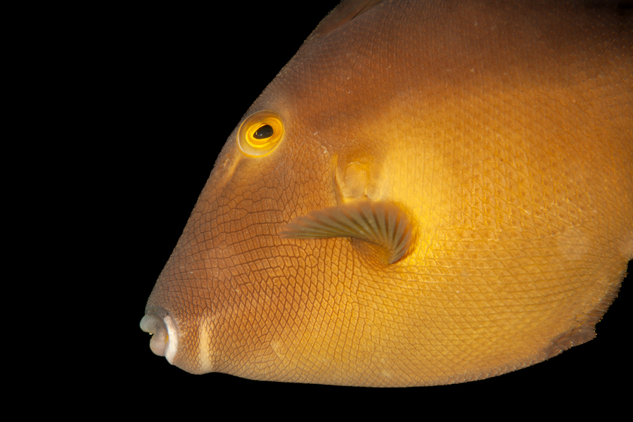 Bridal Triggerfish