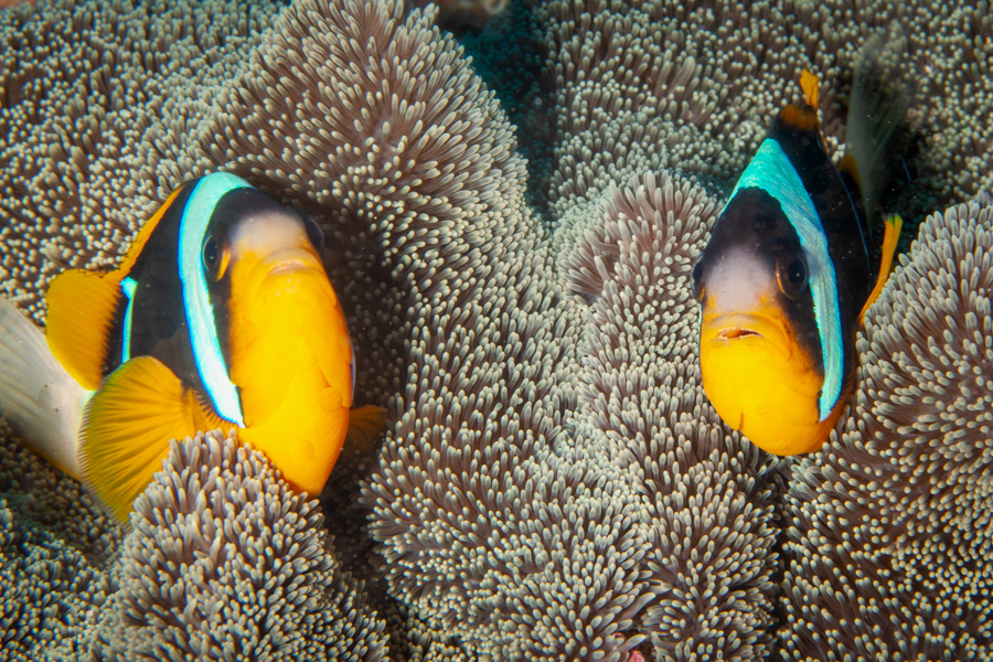 2 Banded Anemone Fish