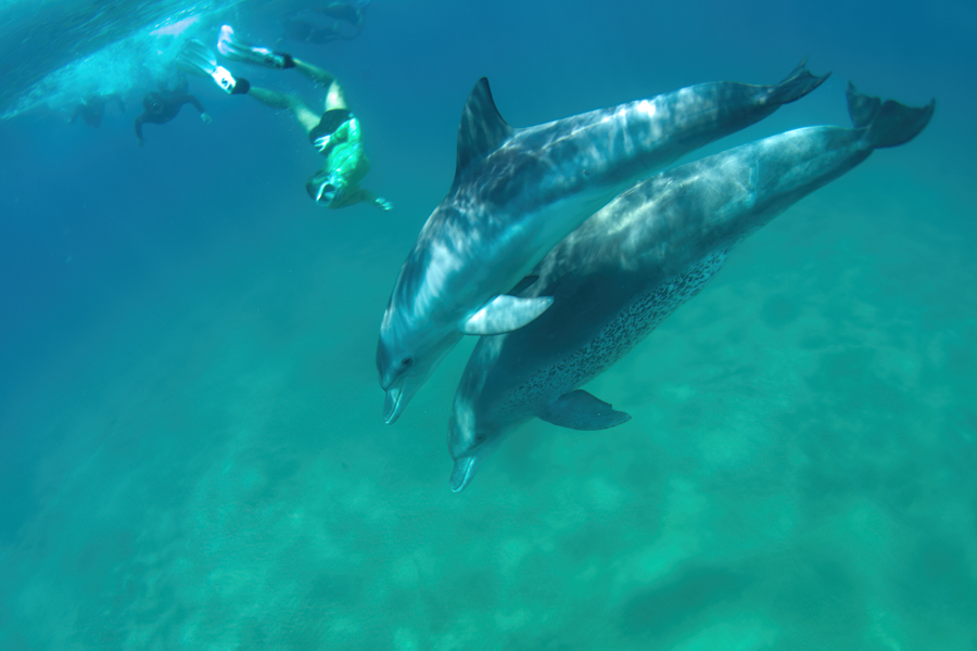 Bottle Nosed Dolphin