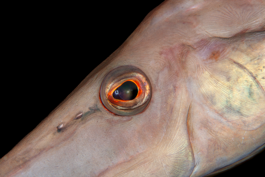 Trumpetfish