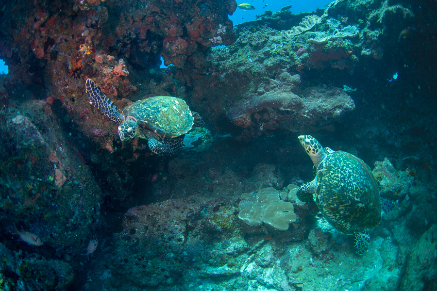 Mating Hawksbill Turtles
