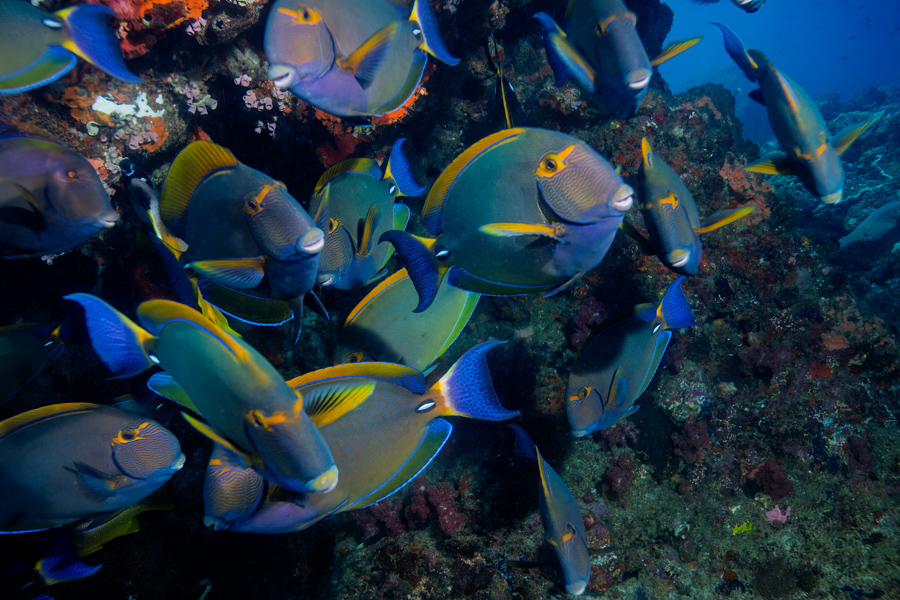 Schooling Surgeonfish