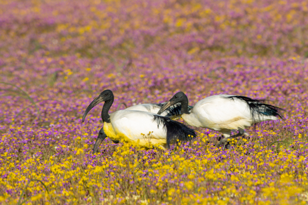 Gannet Colony Lamberts Bay