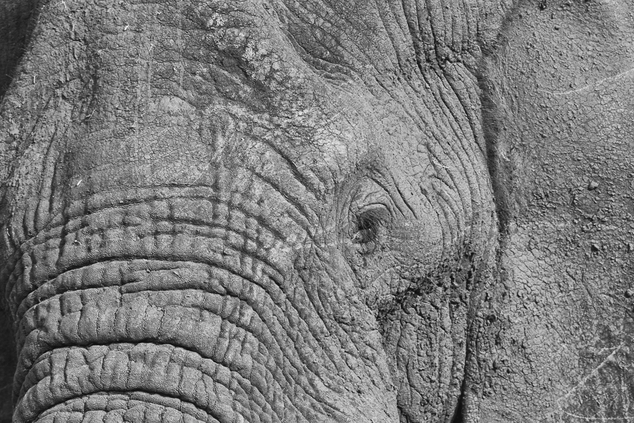 Close Up Elephant