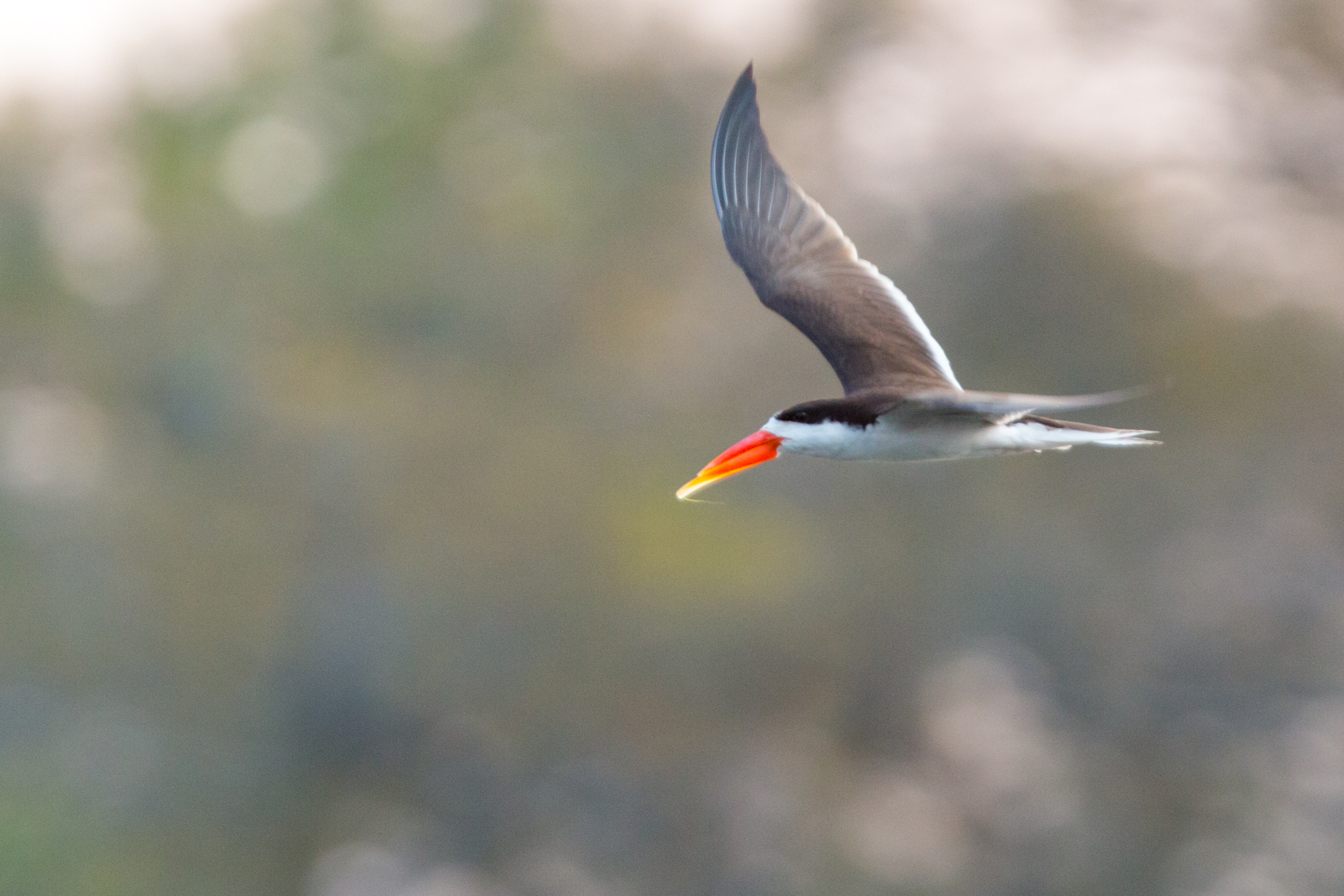 African Skimmer