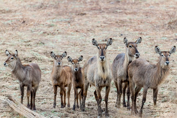 Waterbuck