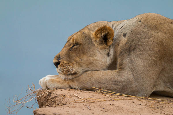 Lazy Lion