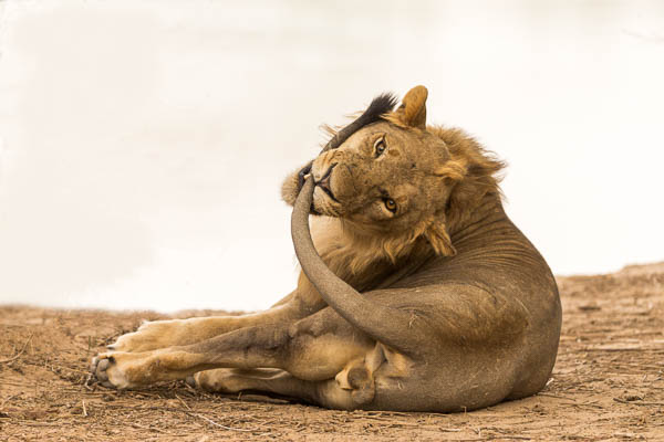 Lion Biting His Tail
