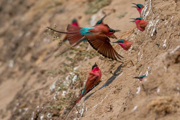 Carmine Nest Site