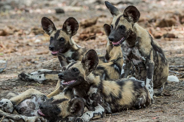 Wild Dog
