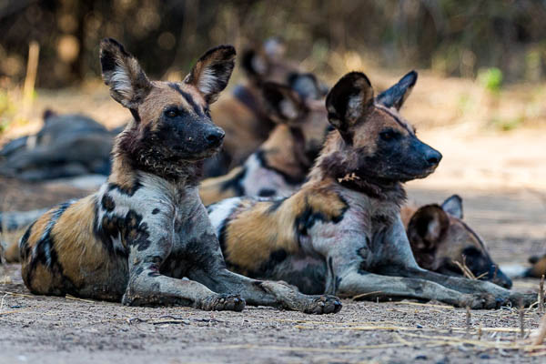 Wild Dog