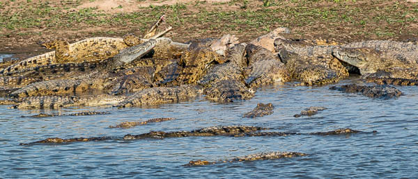 Crocodiles On A Hippo Carcass