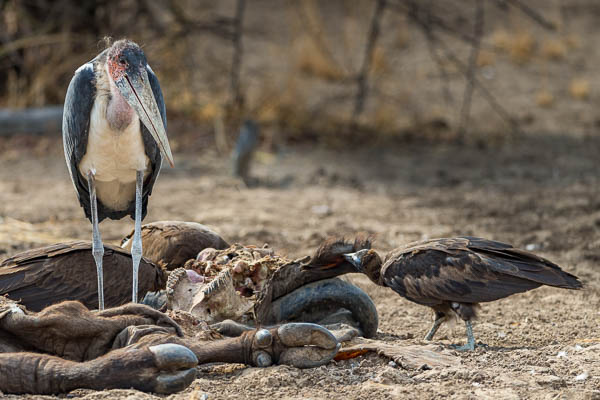 Dead Buffalo And A maribou Stork And A Hooded Vulture