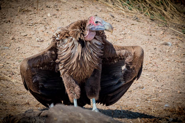 Lappet Vulture