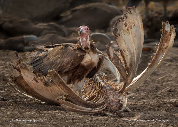 Hooded Vulture