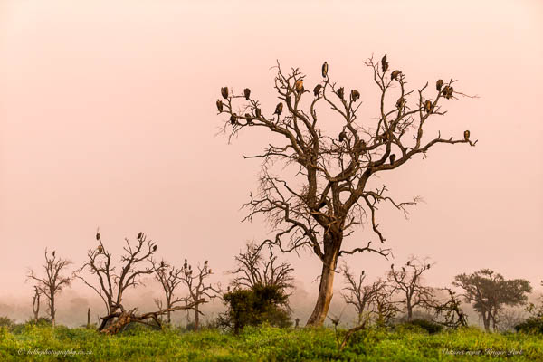 White Backed Vultures A t  Dawn