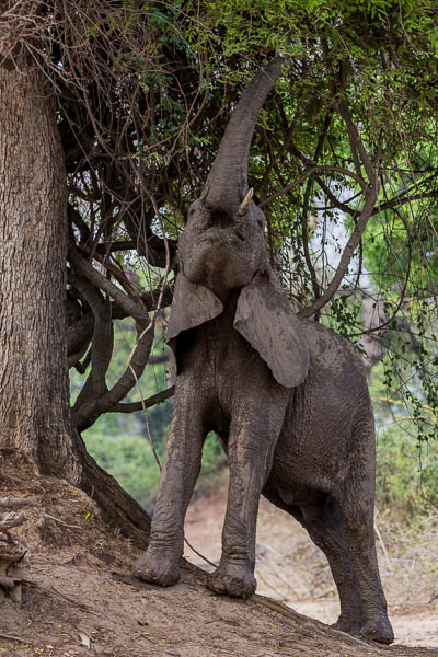 Elephant Reaching