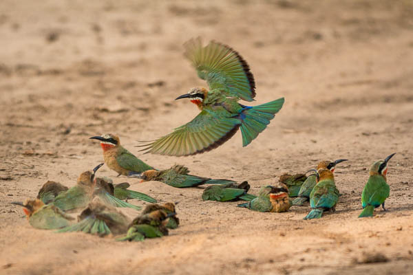 White Fronted Bee Eaters Dusr Bathing