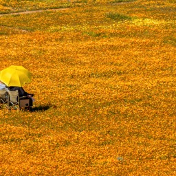 Umbrella In The Flowers