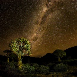 Quiver Tree Nightscape