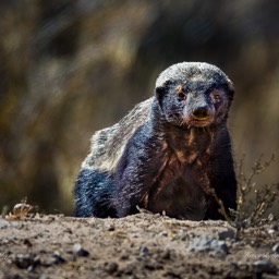 Honey Badger